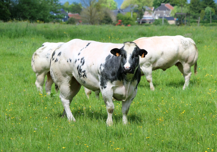 房卡全攻略“微信玩牛牛群新永和房卡去哪里买 房卡全攻略“微信玩牛牛群新永和房卡去哪里买