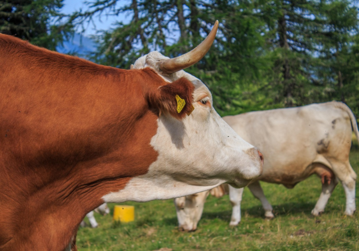 一分钟了解“微信玩牛牛群欢乐游房卡怎么获取”购买房卡介绍 一分钟了解“微信玩牛牛群欢乐游房卡怎么获取”购买房卡介绍