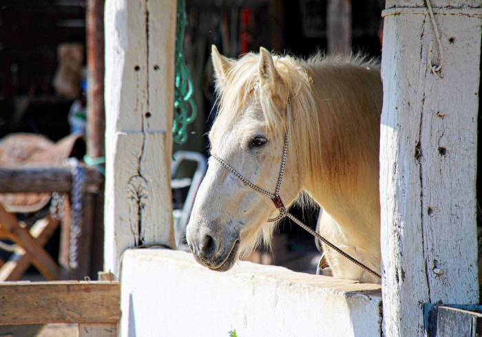 给大家讲解“微信玩牛牛群新永和房卡到哪里充值