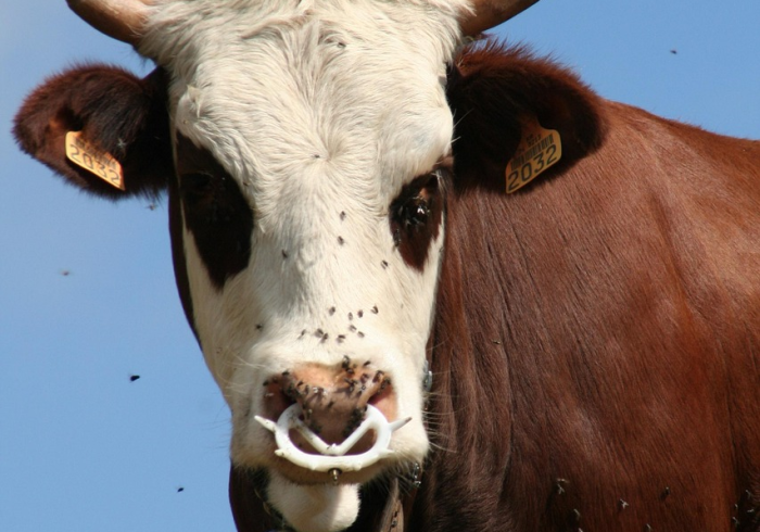 秒懂教程“微信玩牛牛群清欢游房卡怎样购买 秒懂教程“微信玩牛牛群清欢游房卡怎样购买