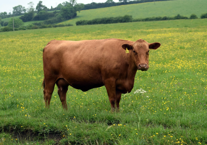 一分钟了解“微信玩牛牛群新星游房卡去哪里购买”购买房卡介绍