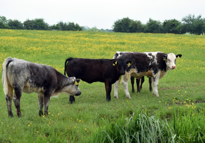 房卡必备教程“微信玩牛牛群新永和房卡哪里批发