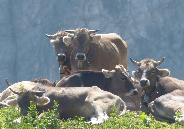2分钟了解“微信牛牛群新九五大厅房卡怎么批发”房卡使用教程普及