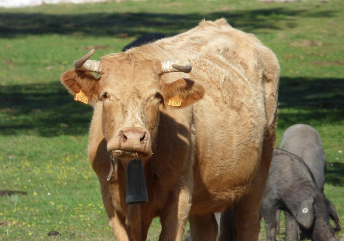 10分钟了解“微信牛牛群龙王大厅房卡哪里充”分享充值教程
