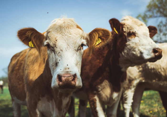 三分钟了解“微信牛牛群盘古大厅房卡在哪充”分享充值教程