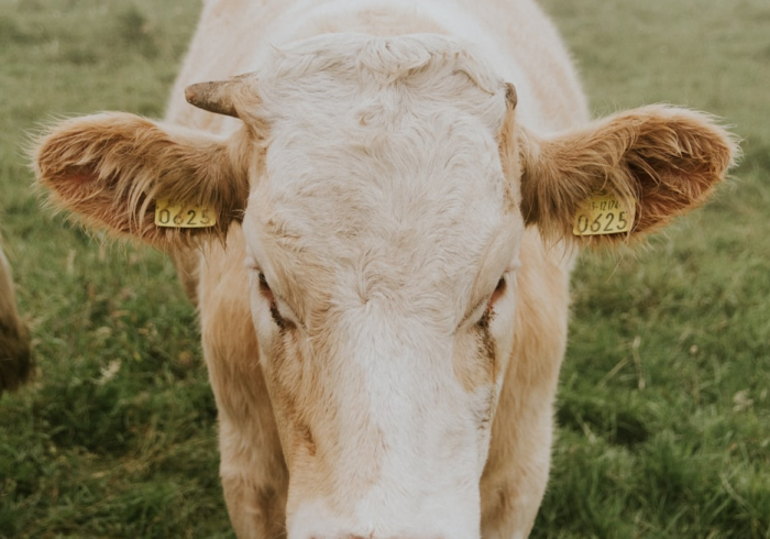 7秒了解“微信牛牛群黄帝大厅房卡从哪购买”购买房卡今日分享